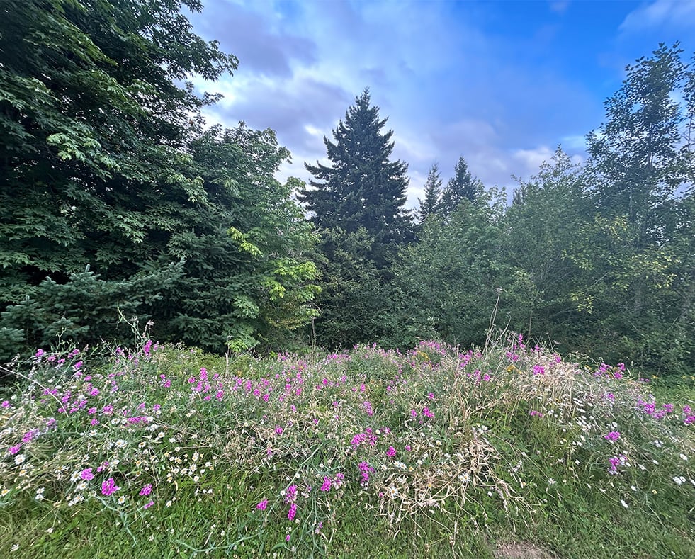 OregonCityMeadow