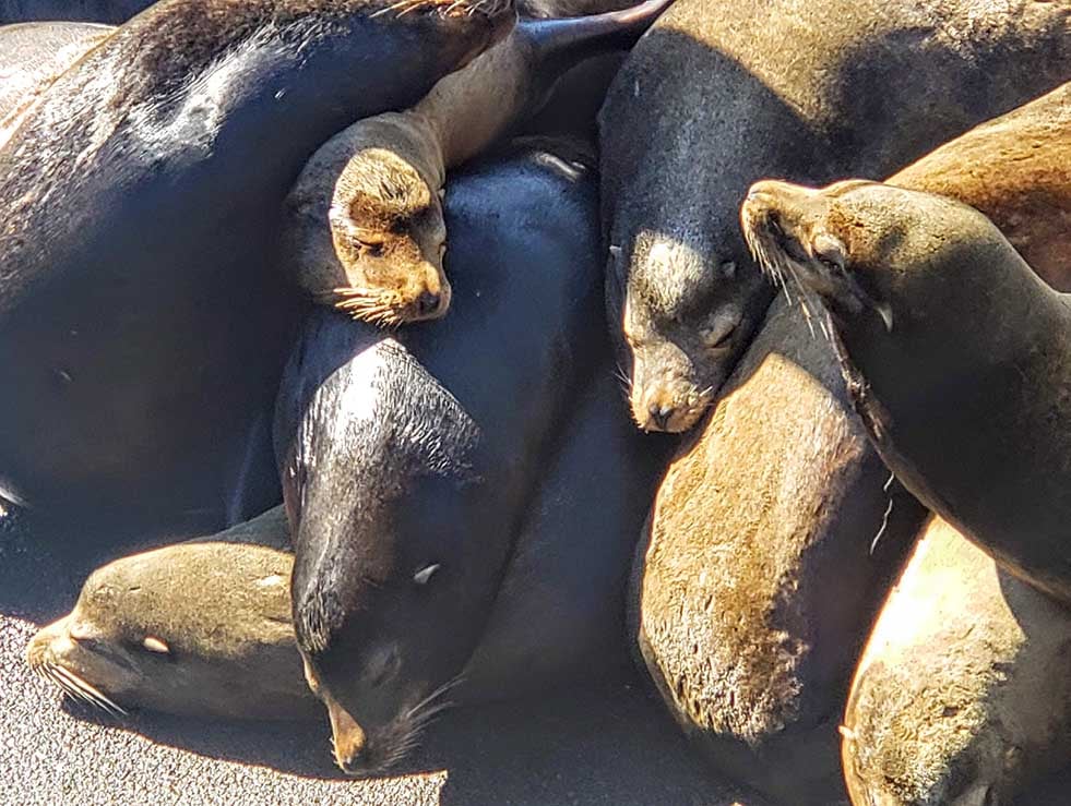 Pile of Sea Lions laying on dock