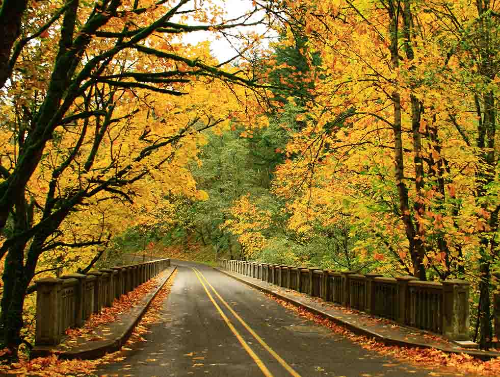 US 30 bridge with yellow leafed trees around it